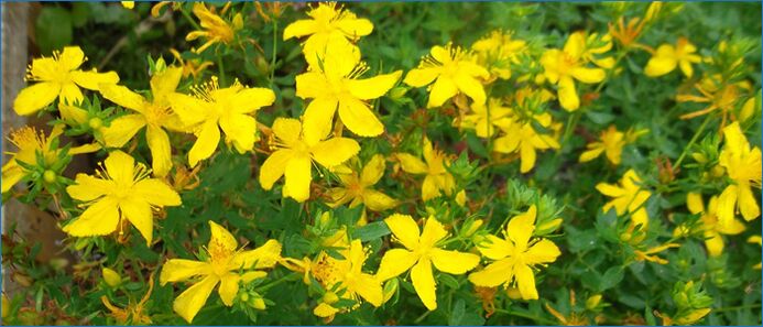 St.John's wort, servikal osteokondrozun tedavisi için mükemmel bir halk ilacıdır.